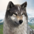 877626798c9097b3271dc4228e34ceca Icon.png